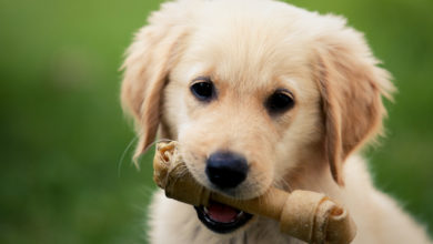 Photo of Kauknochen für Hunde: Zahnpflege und Kauspaß