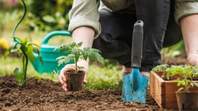 Photo of Ein Jahr im Garten: Monat für Monat zum Erfolg